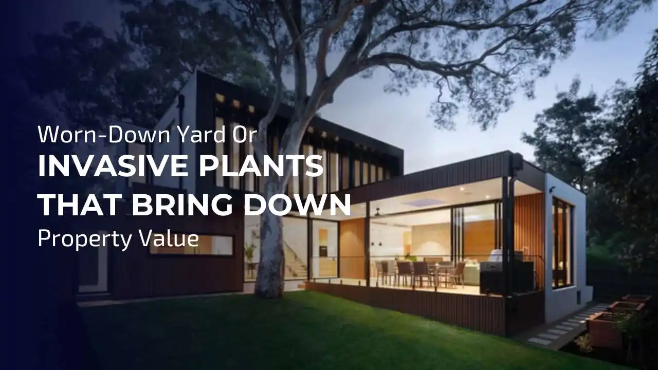 Worn-Down Yard or Invasive Plants