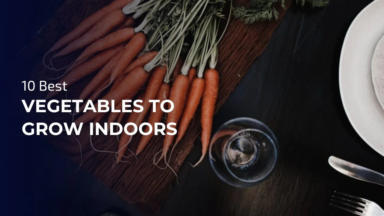 The best vegetables you can grow indoors