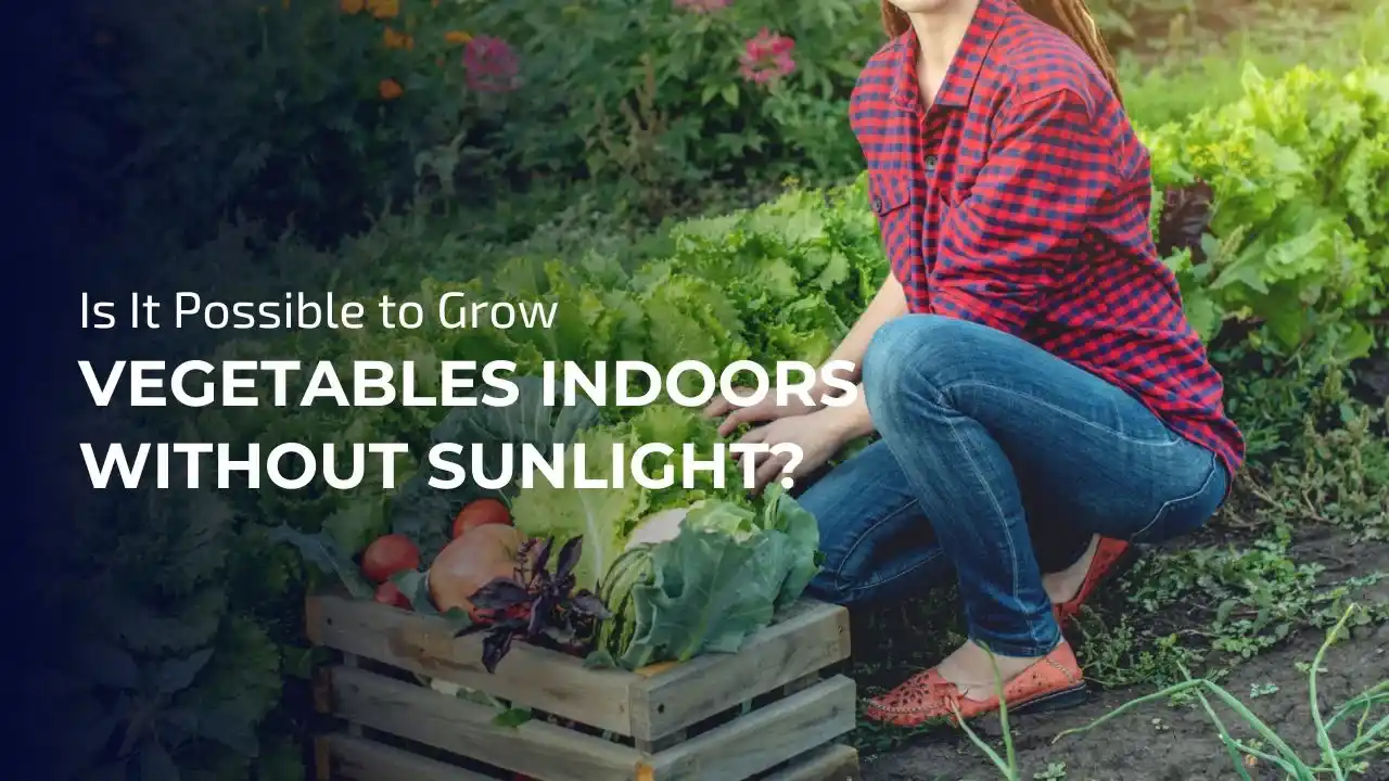 Grow vegetables indoors without natural sunlight