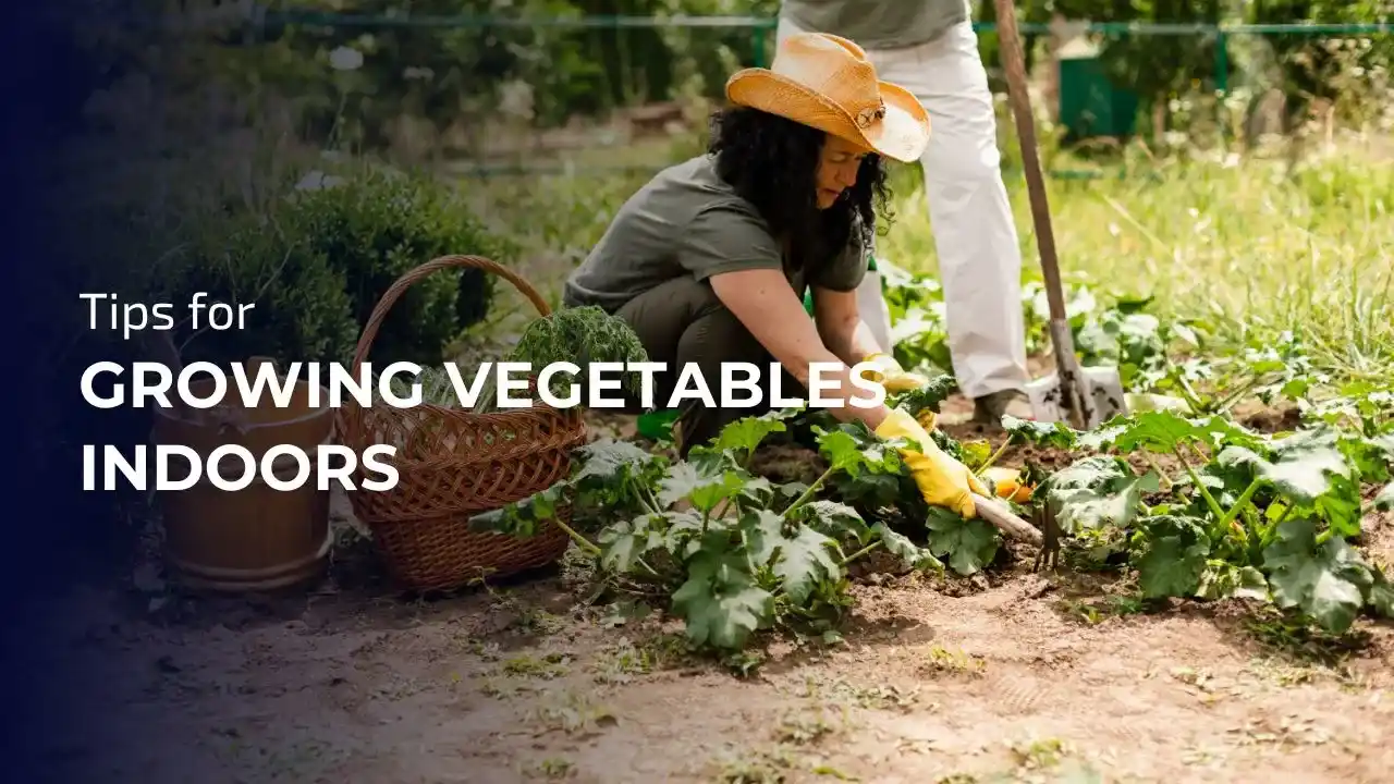 Tips for Growing Vegetables Indoors