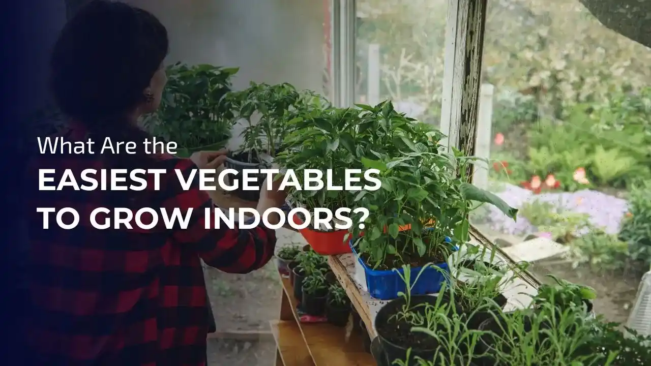 Easiest vegetables you can grow indoors