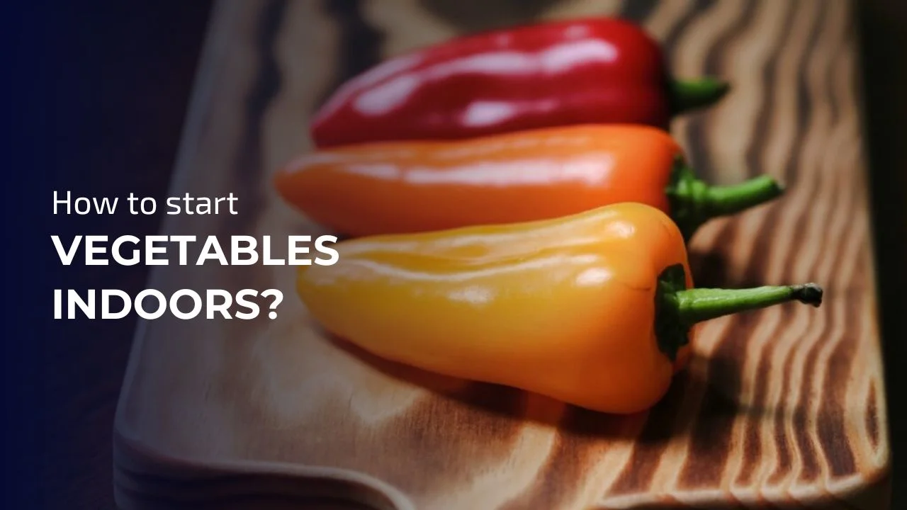 Growing vegetables indoors can be simple