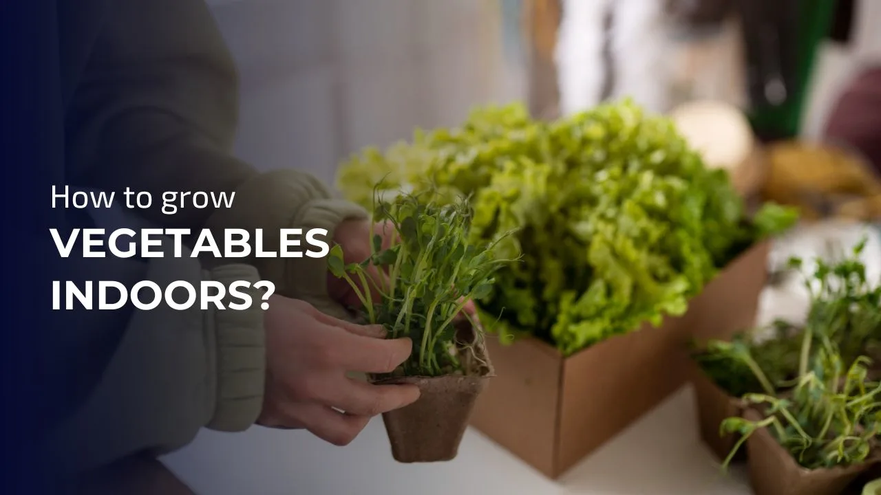 Growing food indoors is a great