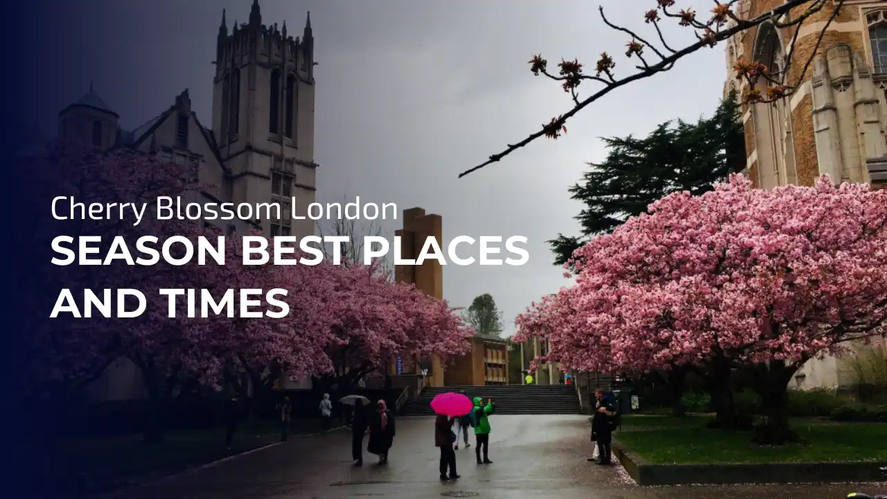 cherry blossom london places