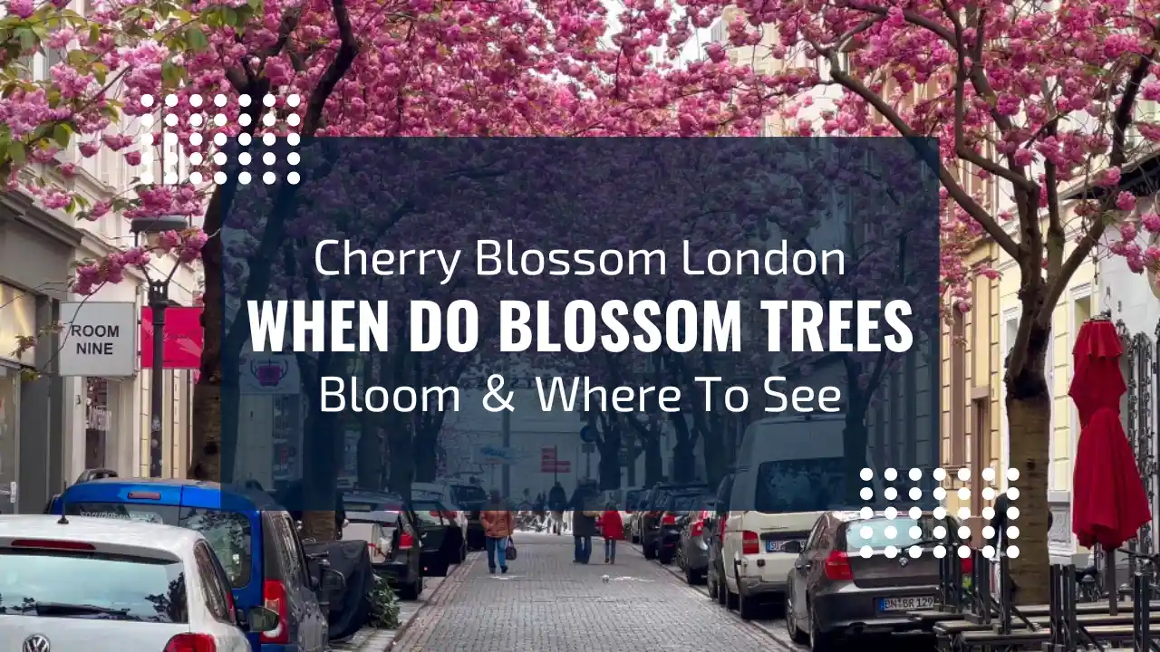 Best Cherry Blossom in London