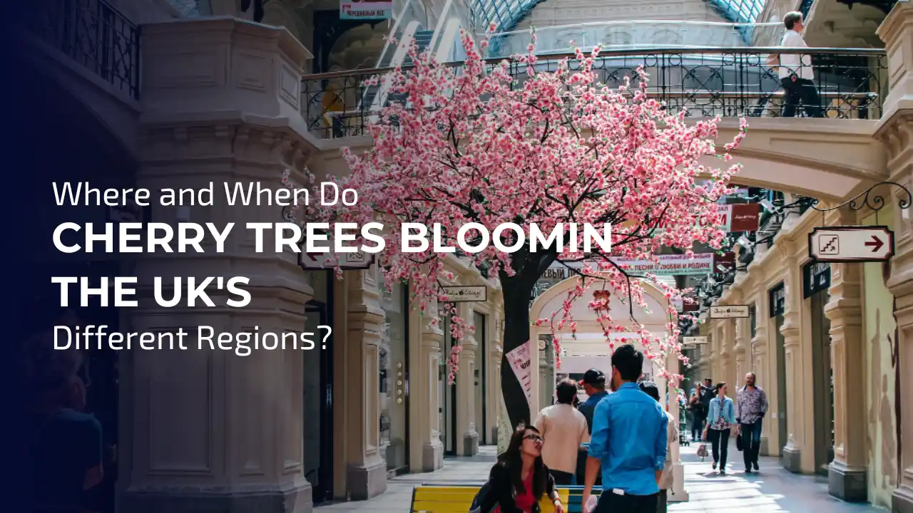 Where and When Do Cherry Trees Blooming the UK's Different Regions?