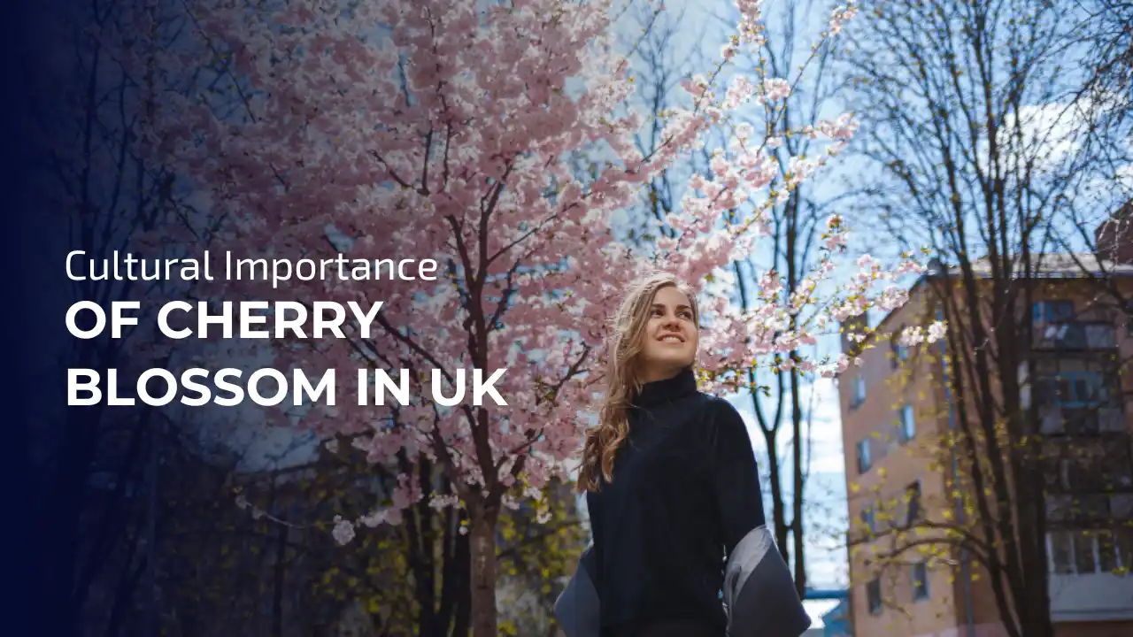 Cultural Importance of Cherry Blossom in UK